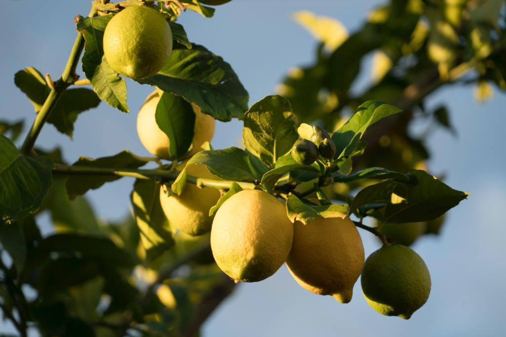 The Lemon Grove by Maria Clark
