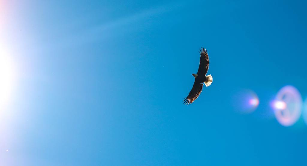 Eagle by Thomas Morgan